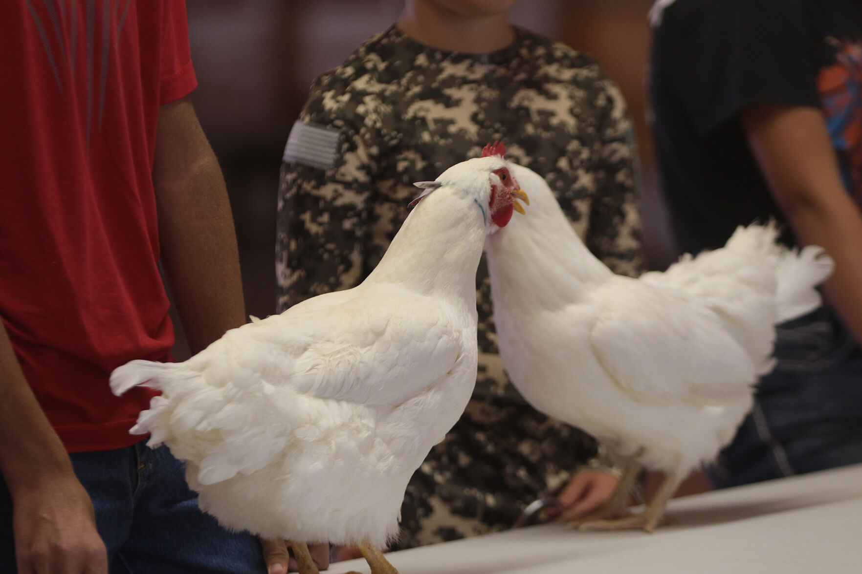 PHOTO: Chicken Show 2020